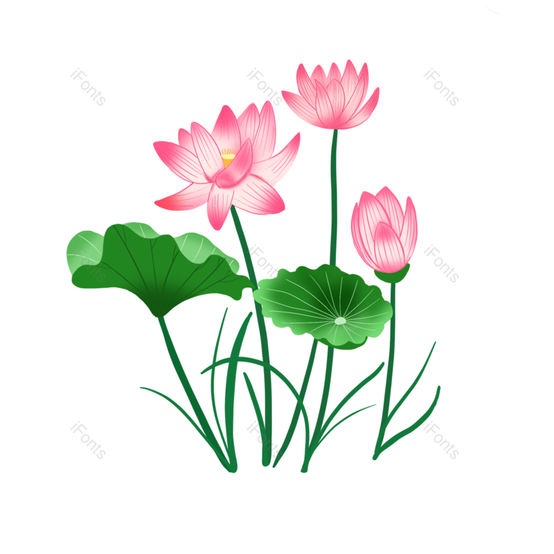 荷花图片,夏天元素,插画PNG,唯美免抠素材